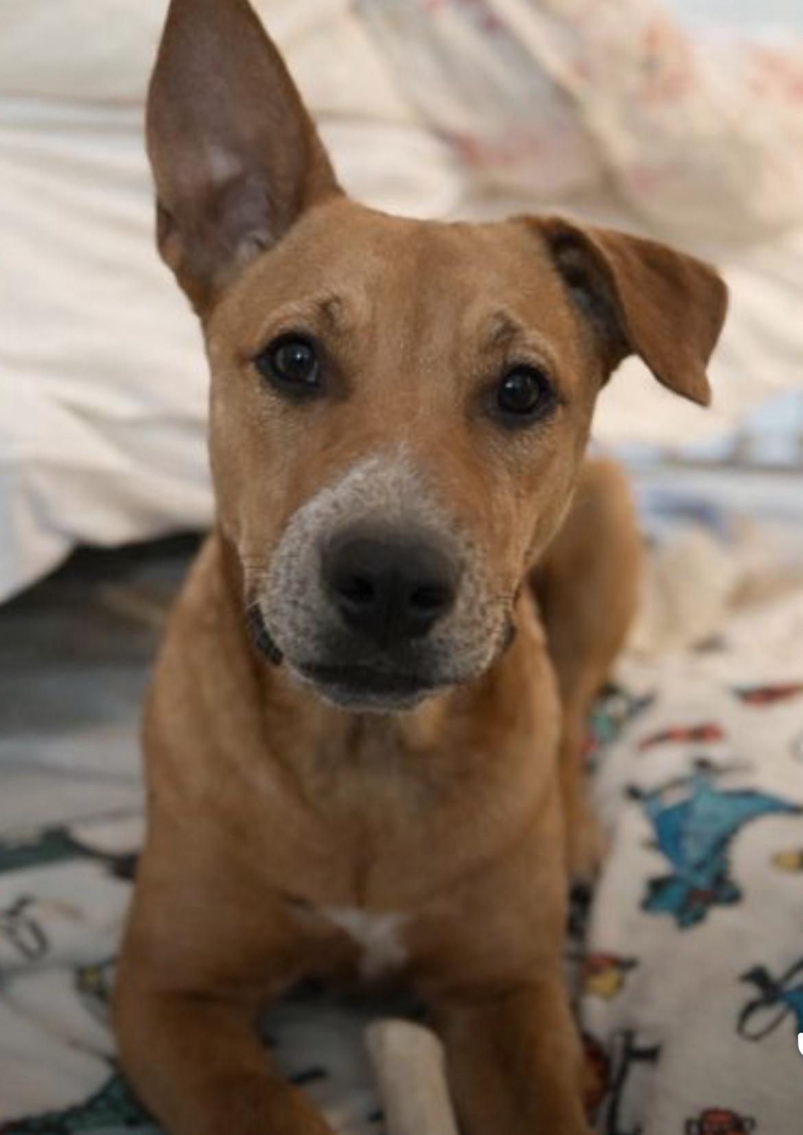 Georgia O'Keefe, Adoptable, Young Female Labrador Retriever & Shepherd.
