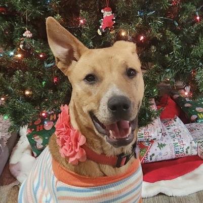 Enlarge Georgia O'Keefe, a Adoptable mixed breed in Fort Worth, TX image 3/3