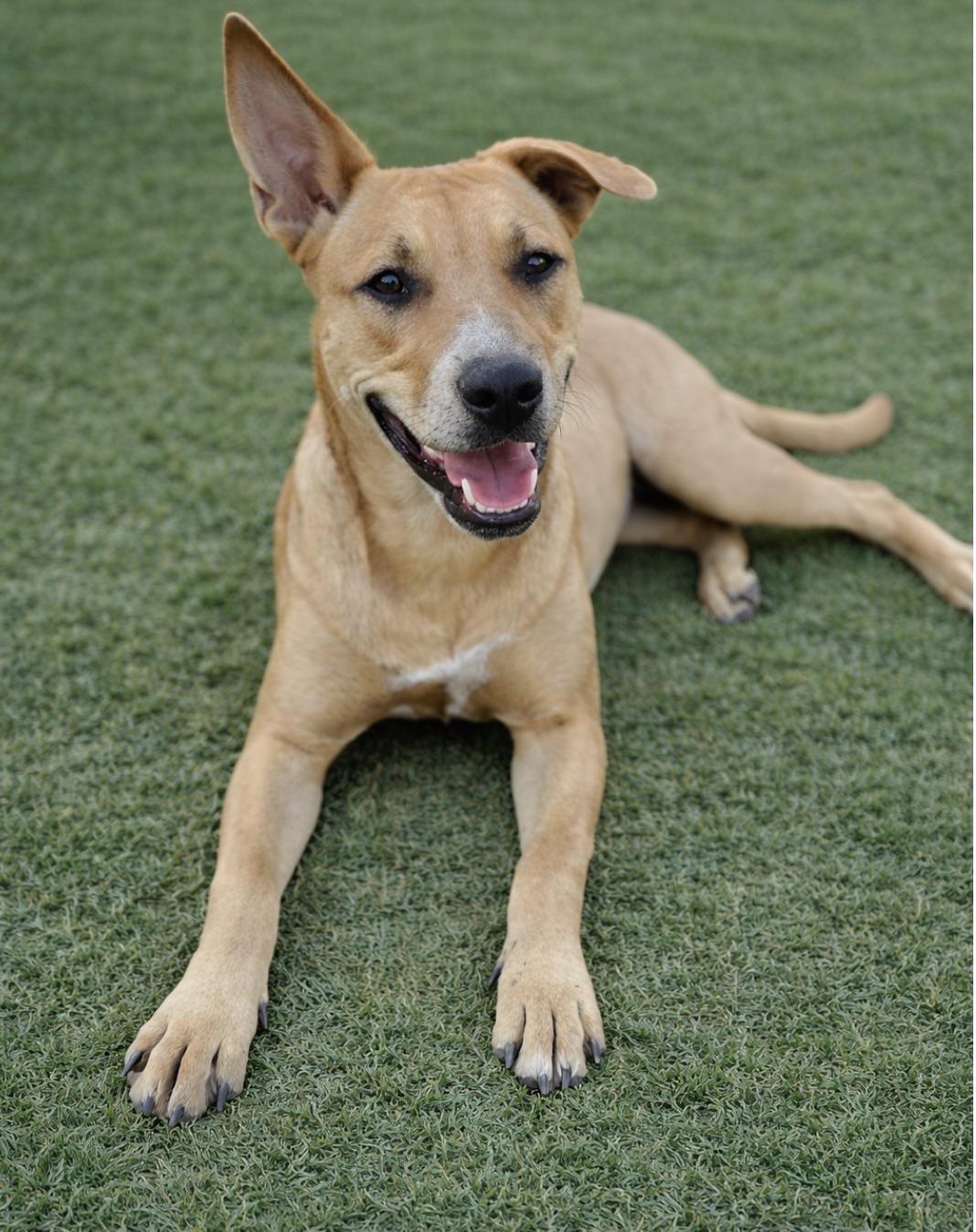 Georgia, a Adoptable mixed breed in Fort Worth, TX image 2/3