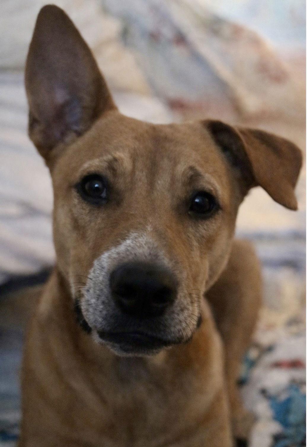 Enlarge Georgia O'Keefe, a Adoptable mixed breed in Fort Worth, TX image 3/3