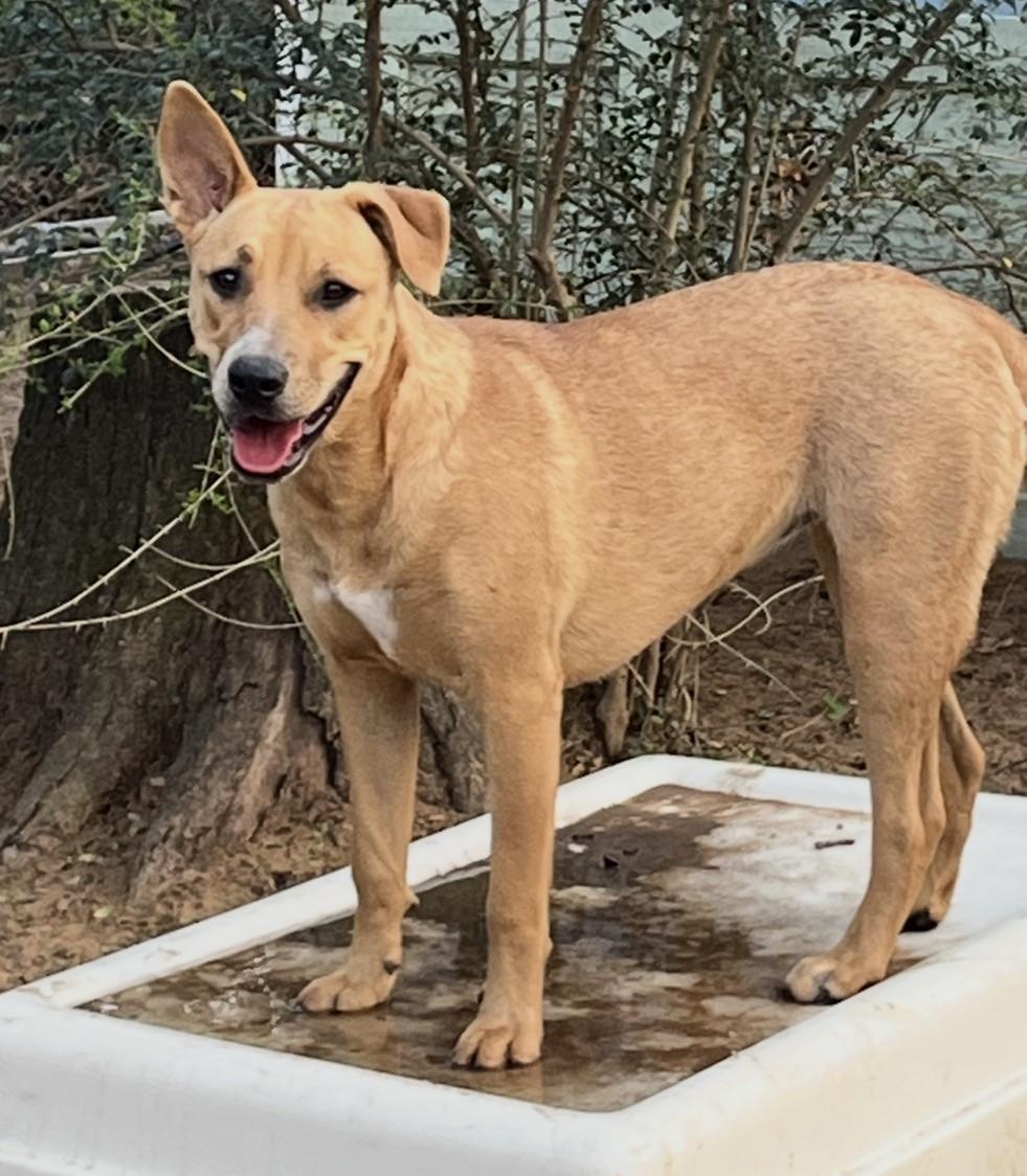 Enlarge Georgia, a Adoptable mixed breed in Fort Worth, TX image 3/3
