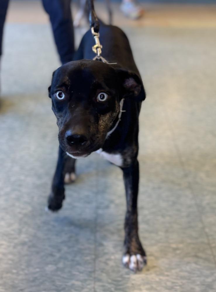 Enlarge Lady Sparklebutt, a Adoptable mixed breed in Kalamazoo, MI image 1/5