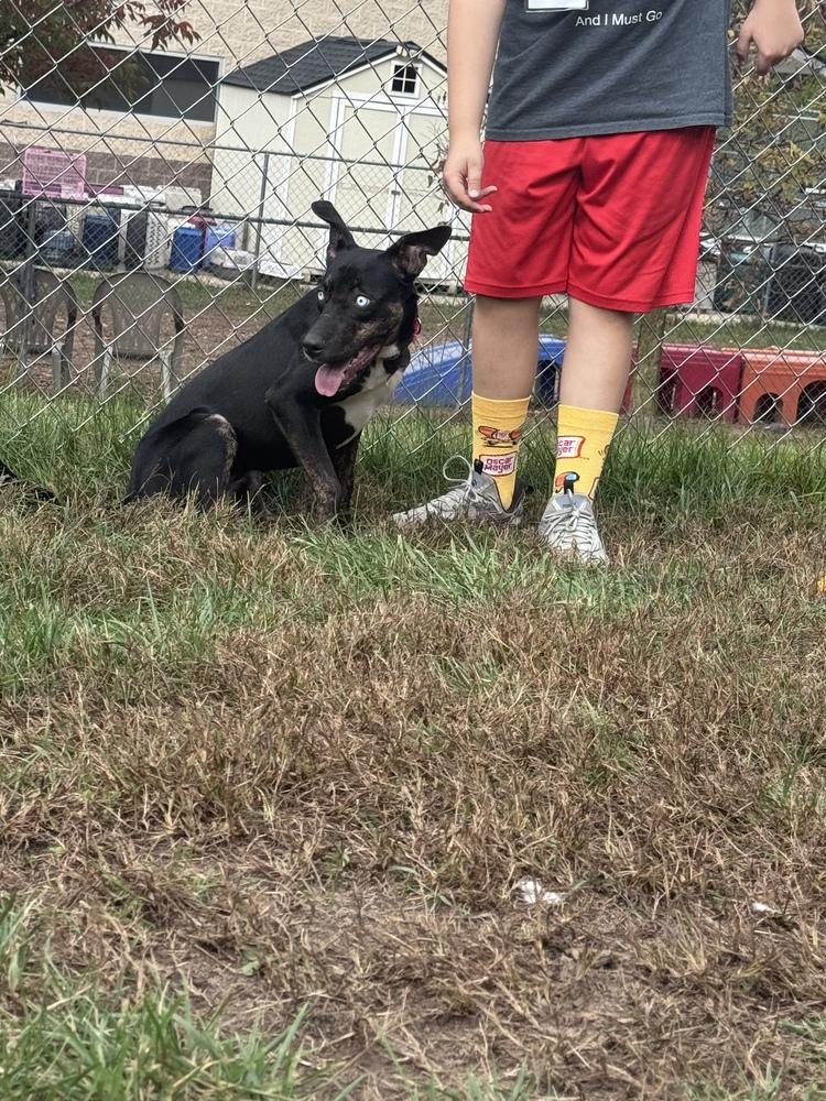 Enlarge Lady Sparklebutt, a Adoptable mixed breed in Kalamazoo, MI image 2/5