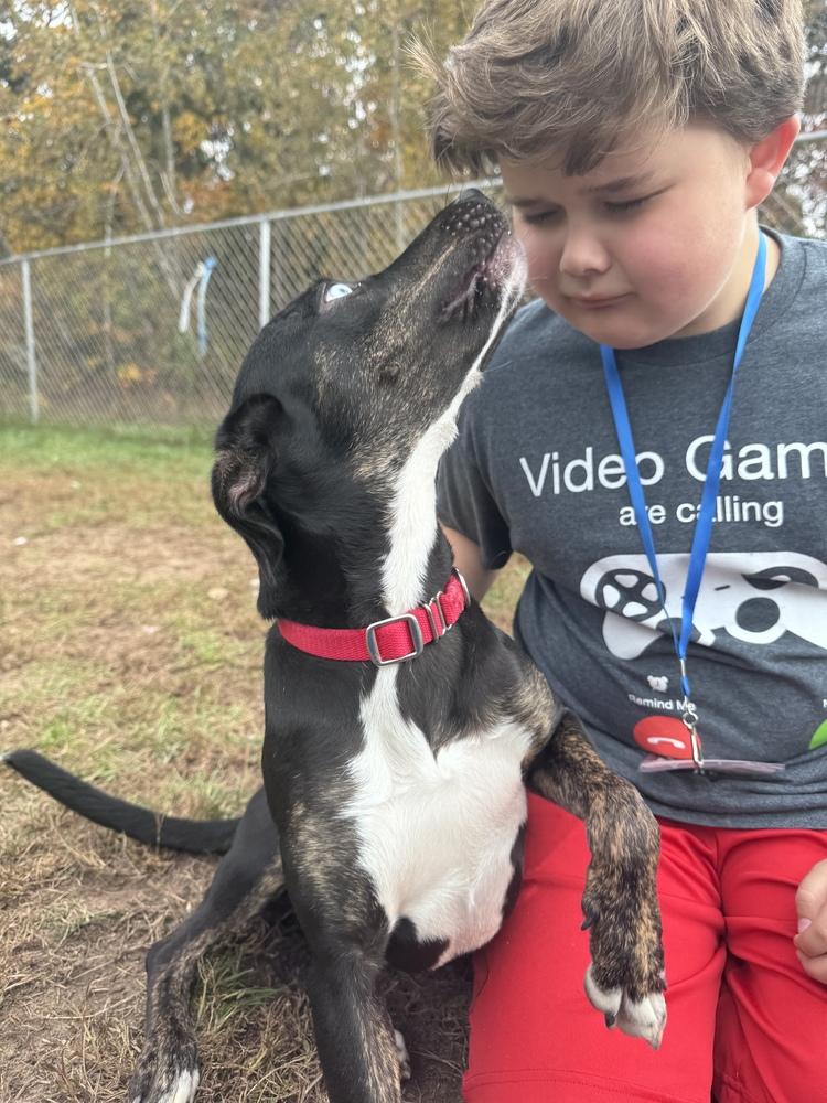 Enlarge Lady Sparklebutt, a Adoptable mixed breed in Kalamazoo, MI image 4/5
