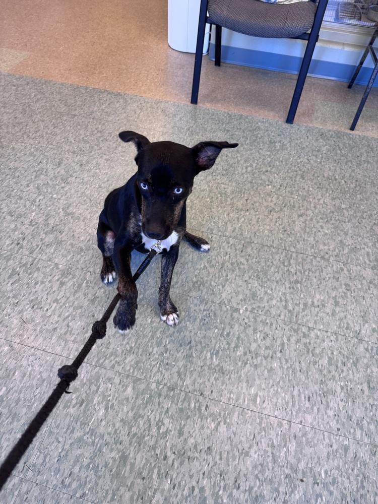 Enlarge Lady Sparklebutt, a Adoptable mixed breed in Kalamazoo, MI image 5/5