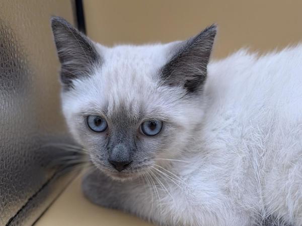 Emily, Adoptable, Kitten Female Siamese & Domestic Short Hair.