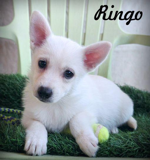 Enlarge Ringo, a Adoptable mixed breed in Anaheim Hills, CA image 1/3
