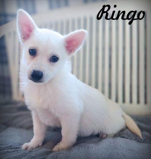 Enlarge Ringo, a Adoptable mixed breed in Anaheim Hills, CA image 2/3