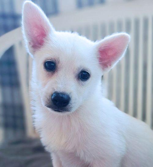 Enlarge Ringo, a Adoptable mixed breed in Anaheim Hills, CA image 3/3