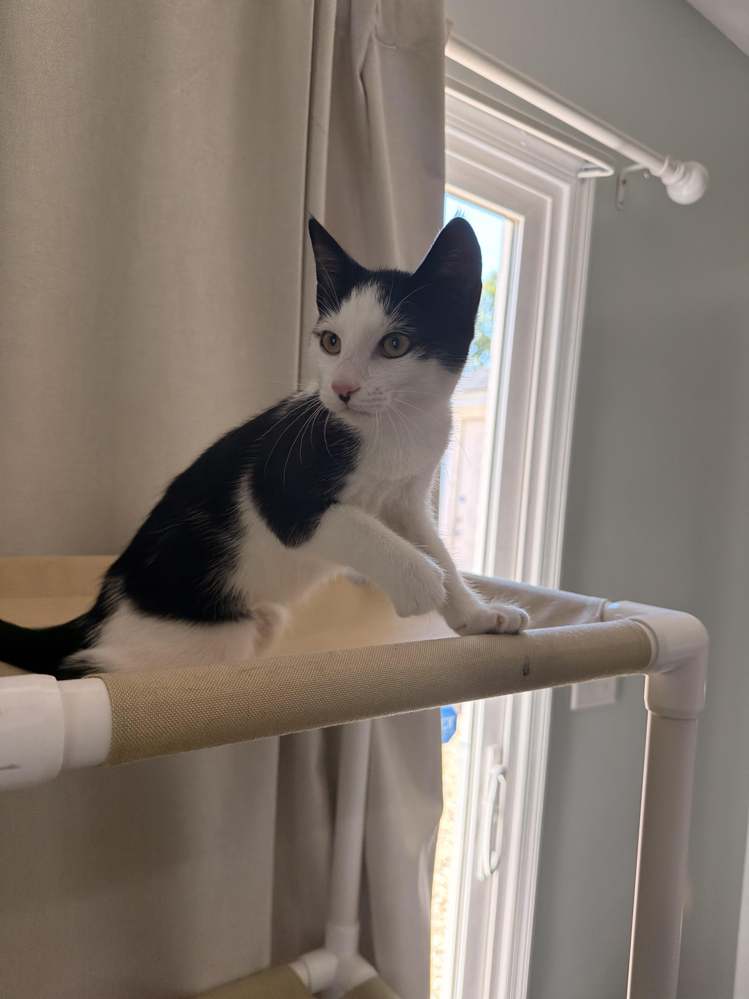 Tink, ADOPTABLE, Kitten Female Domestic Short Hair.