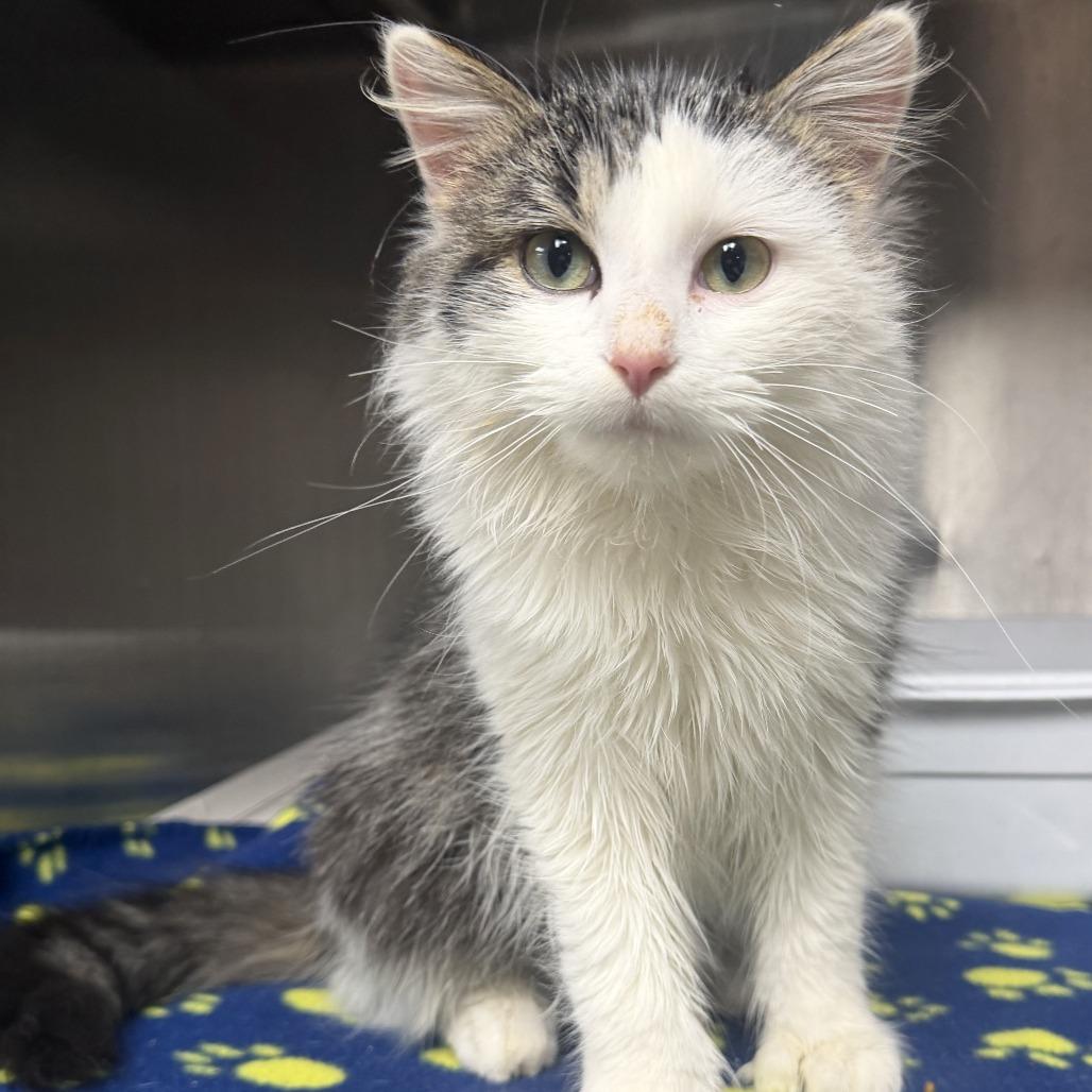Sprinkles, Adoptable, Young Female Domestic Medium Hair & Extra-Toes Cat / Hemingway Polydactyl.