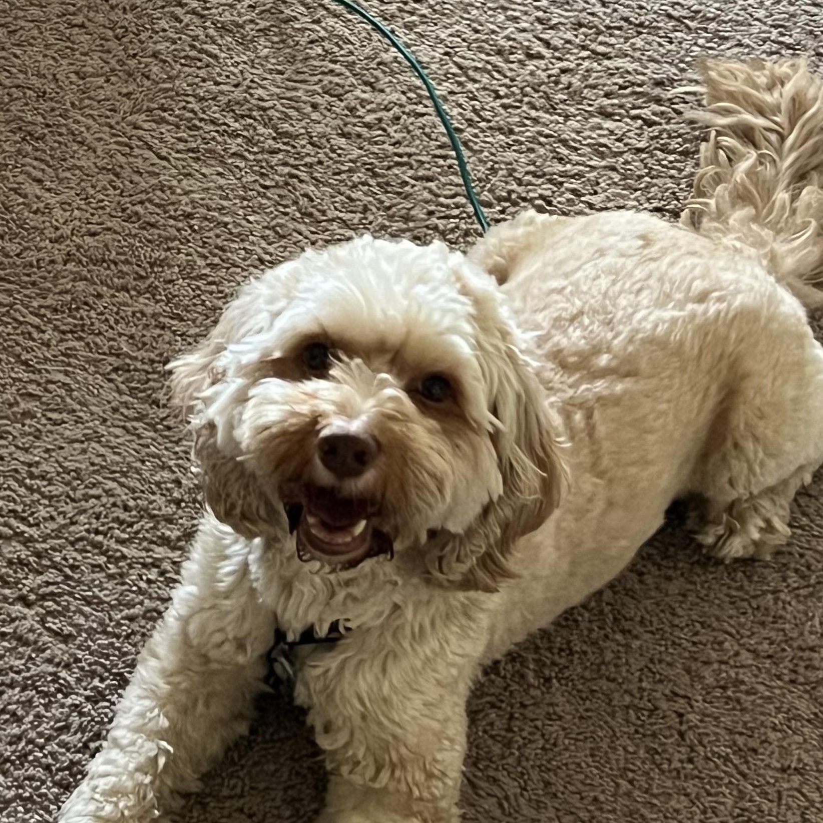 Enlarge Jasper, a Adoptable Cockapoo in Baltimore, MD image 3/3