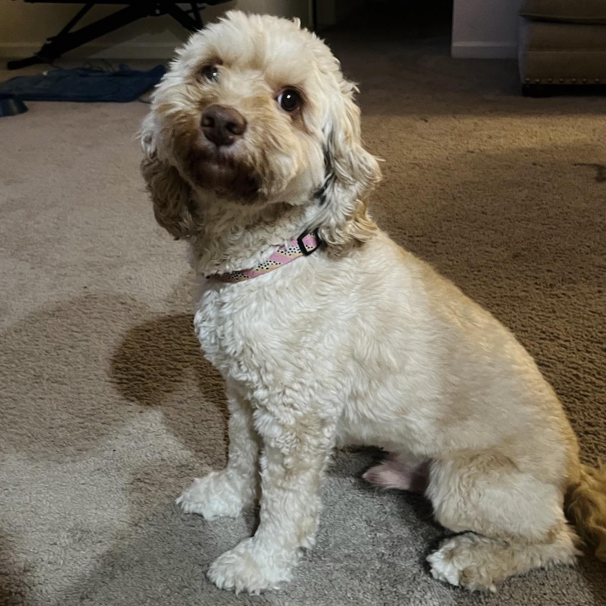 Jasper photo