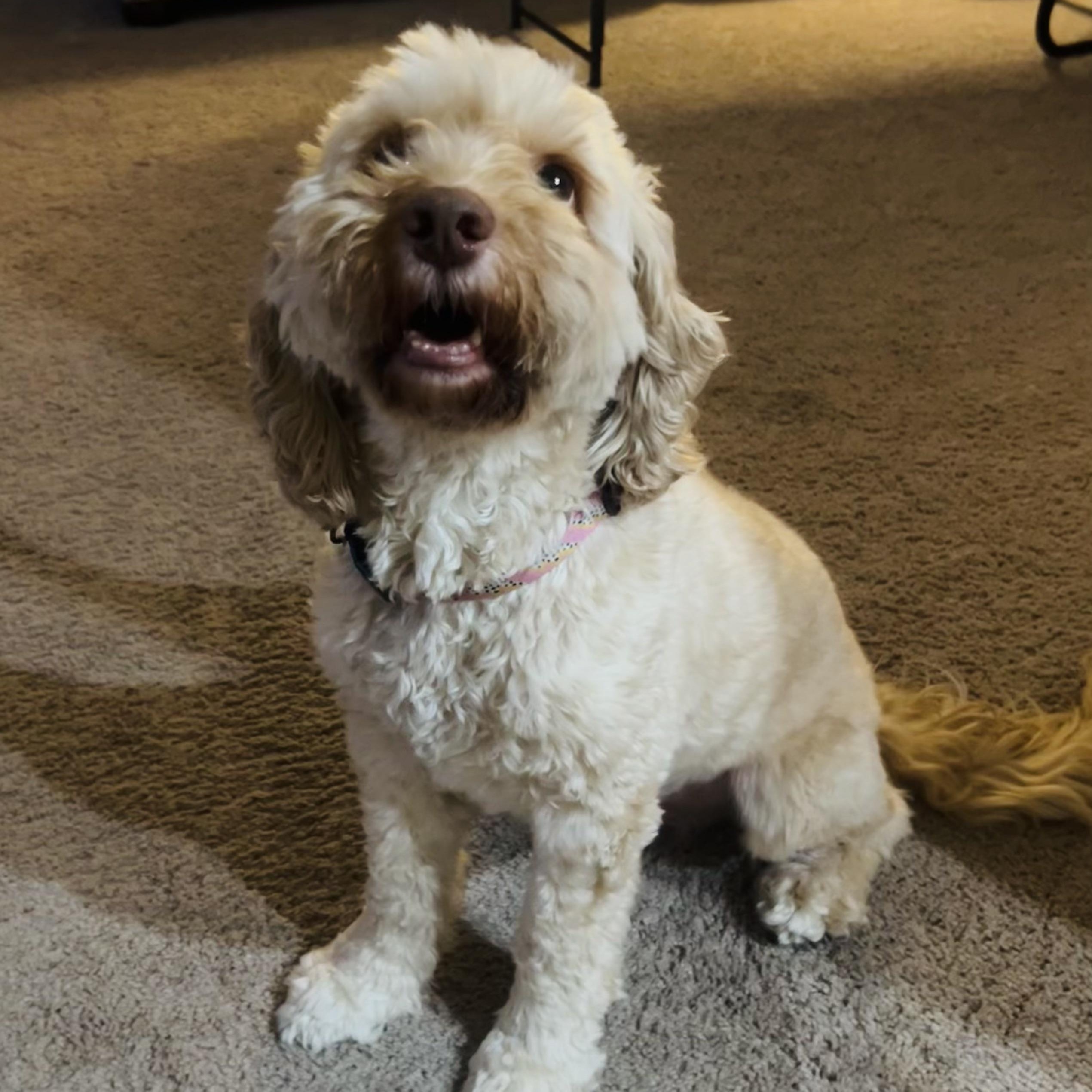 Enlarge Jasper, a Adoptable Cockapoo in Baltimore, MD image 2/3