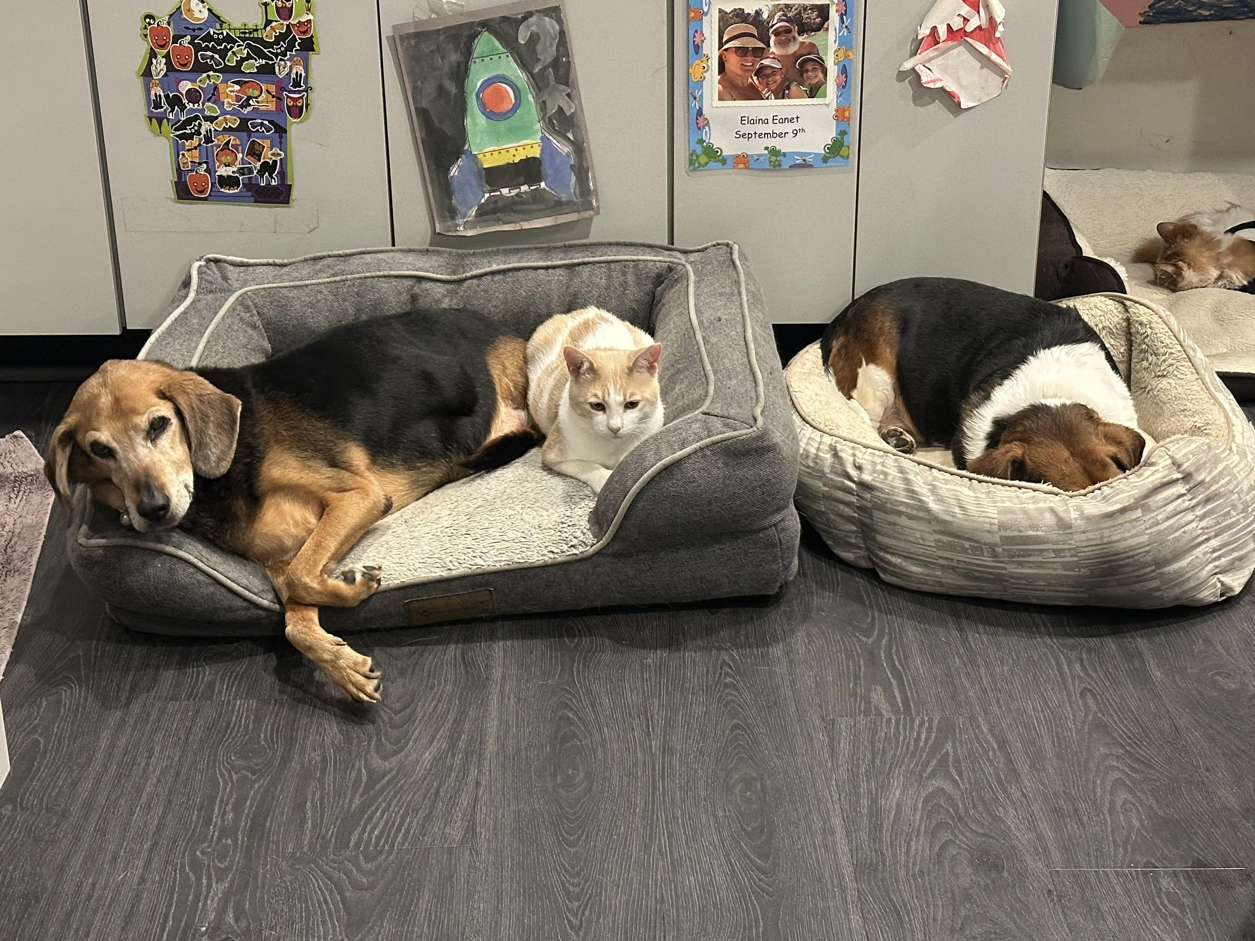 Enlarge Chipmunk, an adopted Domestic Short Hair in White Marsh, MD image 5/5