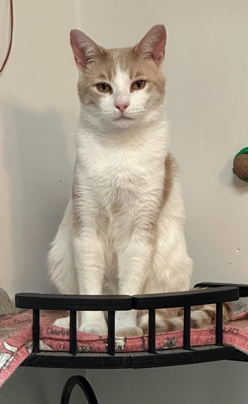 Enlarge Chipmunk, an adopted Domestic Short Hair in White Marsh, MD image 3/5