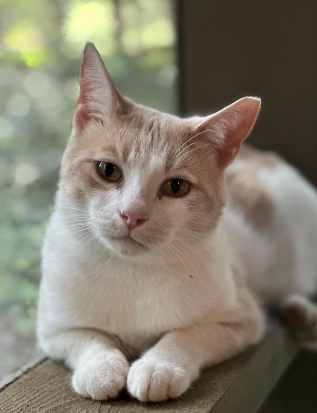 Chipmunk, adopted, Young Male Domestic Short Hair.