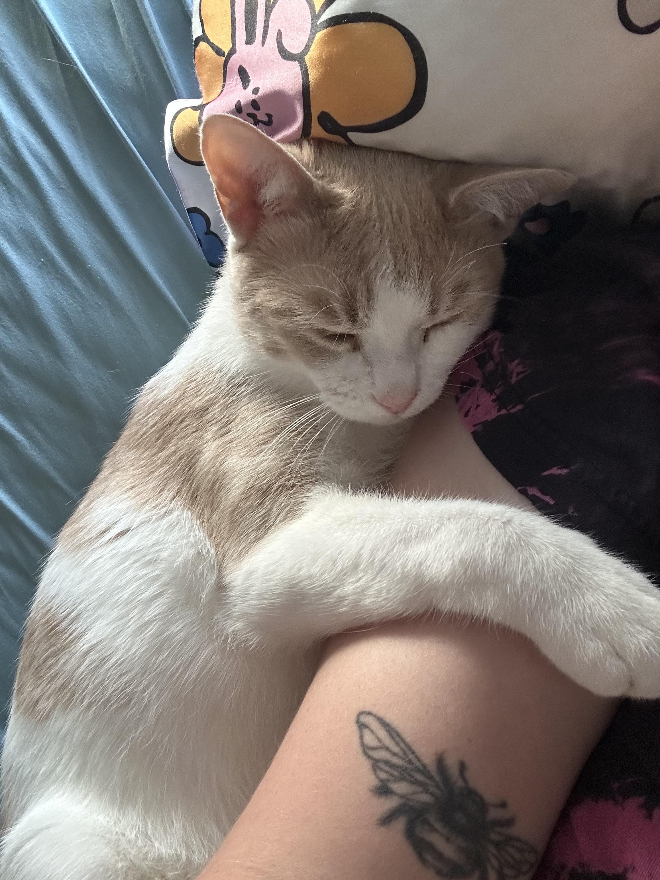 Enlarge Chipmunk, an adopted Domestic Short Hair in White Marsh, MD image 2/5