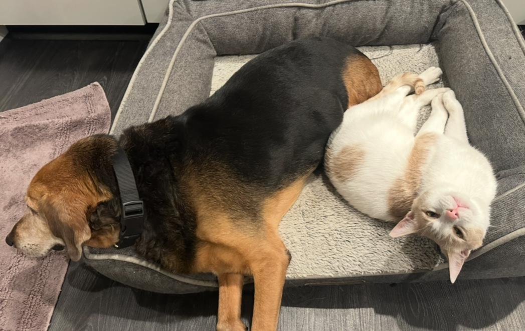 Enlarge Chipmunk, an adopted Domestic Short Hair in White Marsh, MD image 4/5