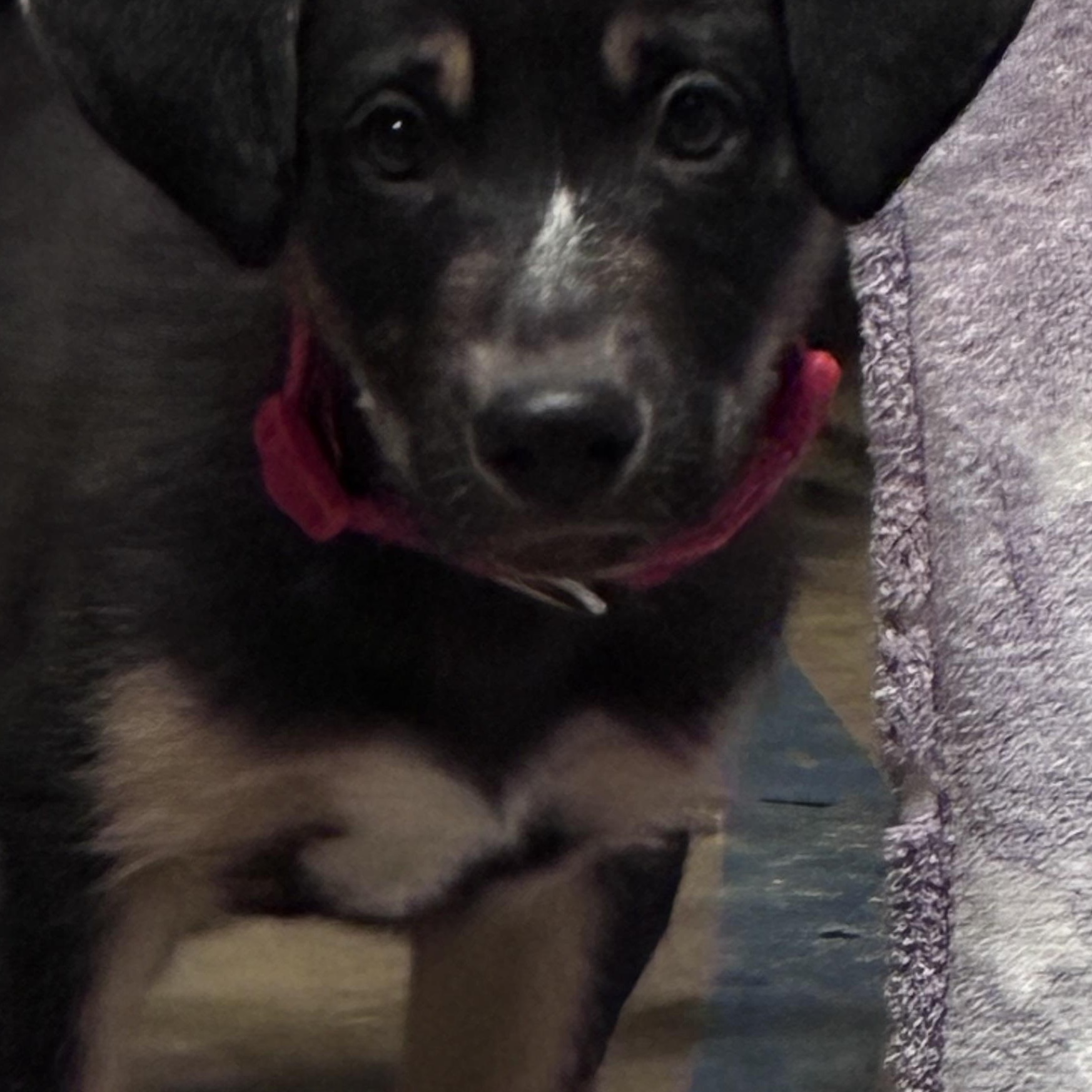 Reese, ADOPTABLE, Puppy Male German Shepherd Dog & Labrador Retriever.