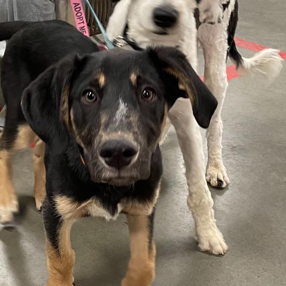 Reese, ADOPTABLE, Puppy Male German Shepherd Dog & Labrador Retriever.