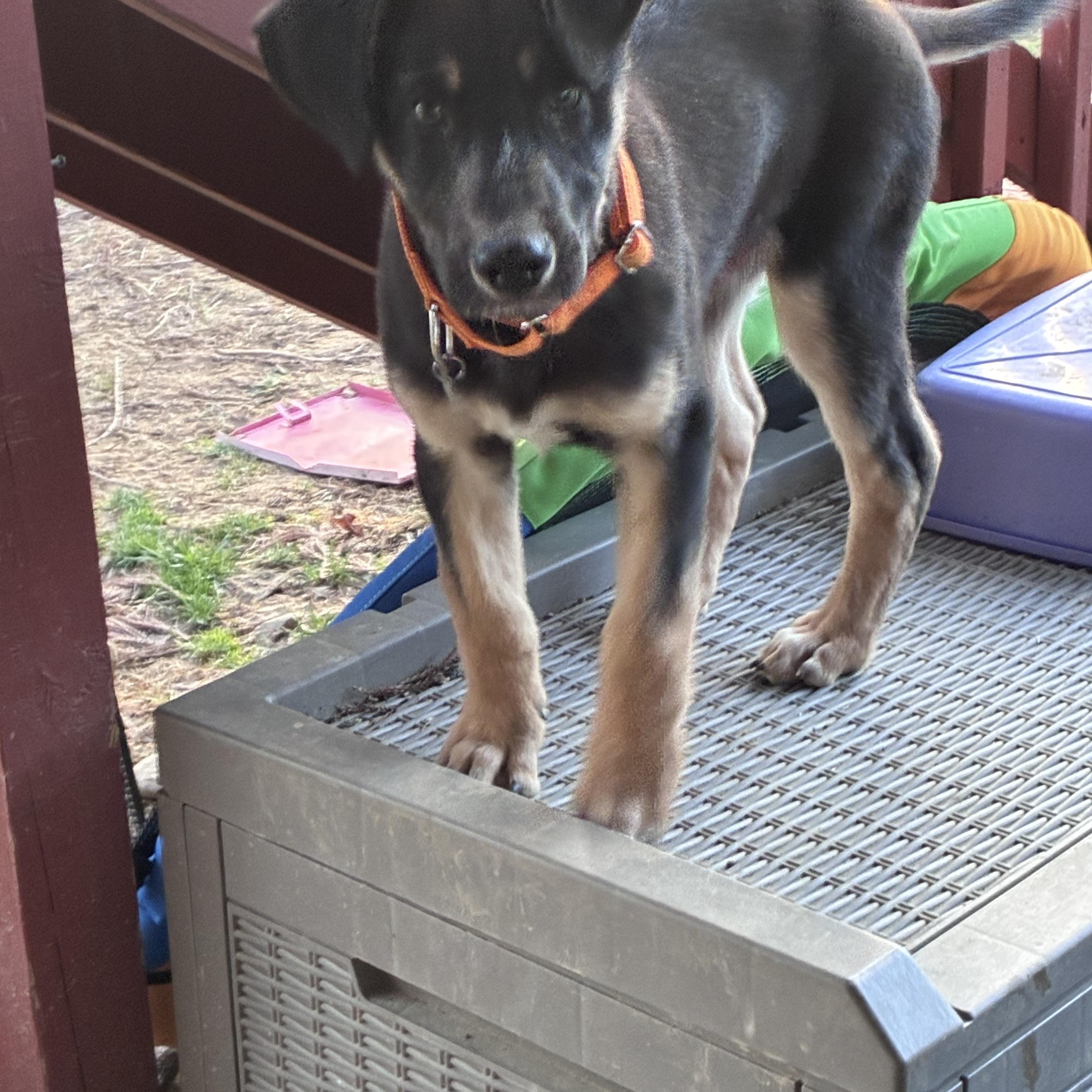 Enlarge Reese, a ADOPTABLE mixed breed in Lincoln University, PA image 2/3