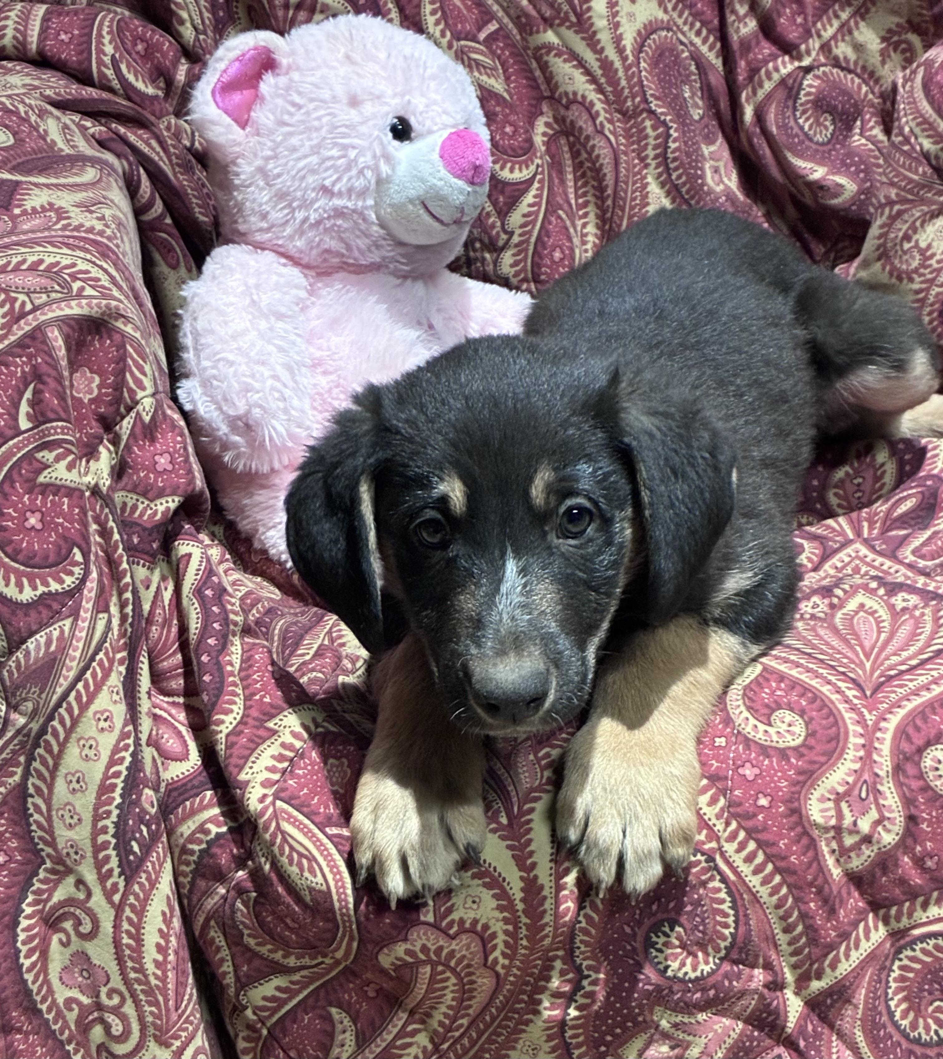 Reese, ADOPTABLE, Puppy Male German Shepherd Dog & Labrador Retriever.