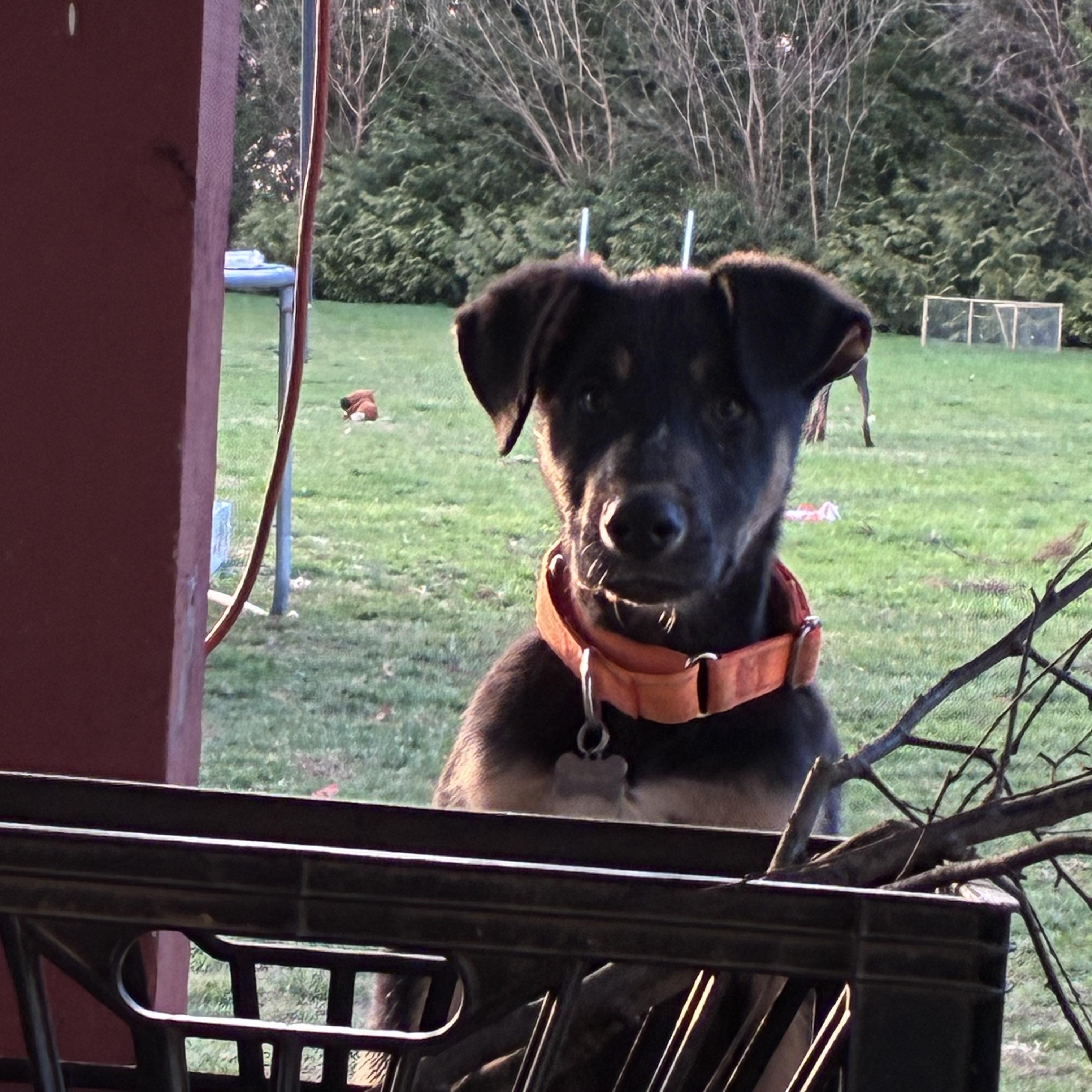 Enlarge Reese, a ADOPTABLE mixed breed in Lincoln University, PA image 3/3