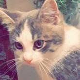 Isadora, Adopted, Adult Female Domestic Short Hair.