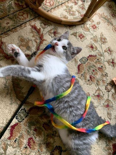 Isadora, a Adopted mixed breed in Saint Paul, MN image 2/3