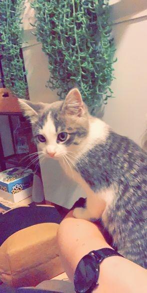 Isadora, a Adopted mixed breed in Saint Paul, MN image 3/3