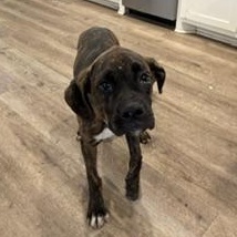 Enlarge Bentley - TRANSPORT AVAILABLE, a Adopted Boxer in Denver, CO image 6/6