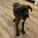 Enlarge Bentley - TRANSPORT AVAILABLE, a Adopted Boxer in Denver, CO image 3/6