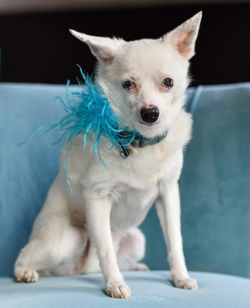 Sissy, Adoptable, Adult Female Chihuahua.