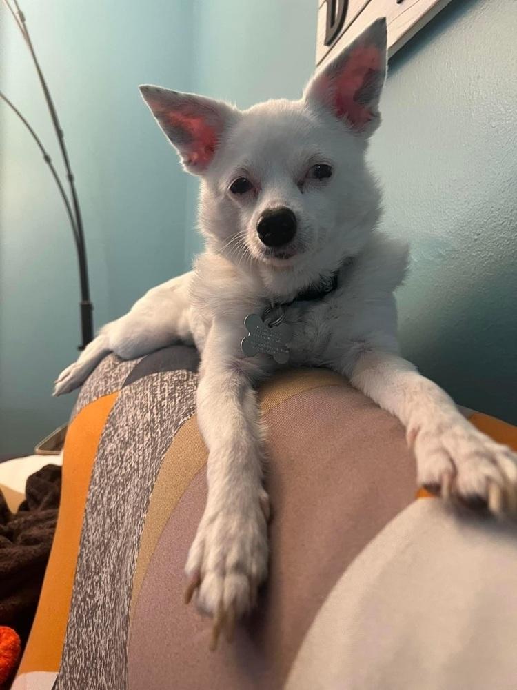 Enlarge Sissy, a Adoptable Chihuahua in Grove City, OH image 3/6