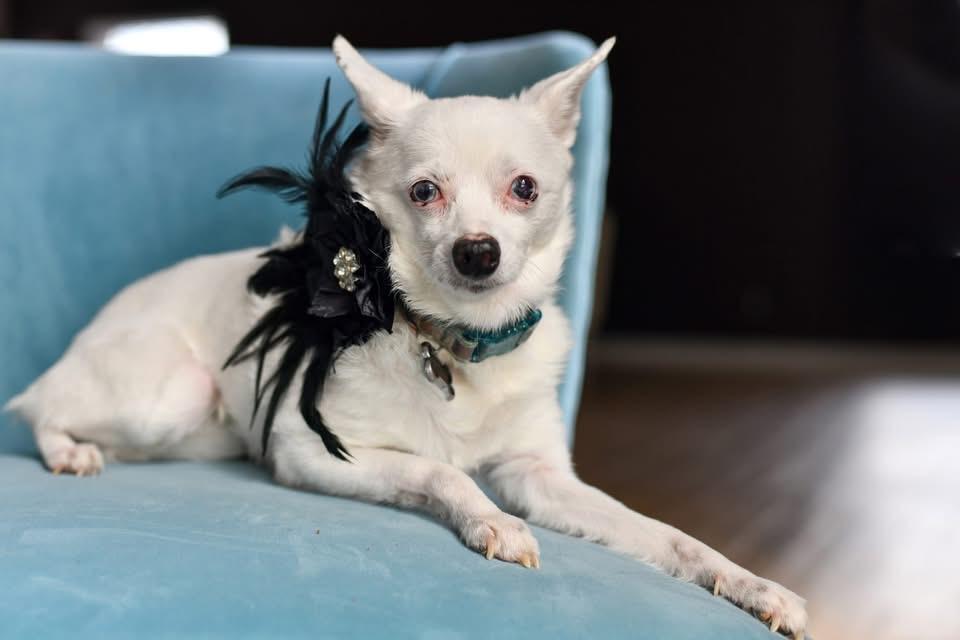 Enlarge Sissy, a Adoptable Chihuahua in Grove City, OH image 5/6