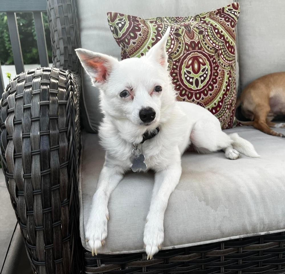 Enlarge Sissy, a Adoptable Chihuahua in Grove City, OH image 6/6