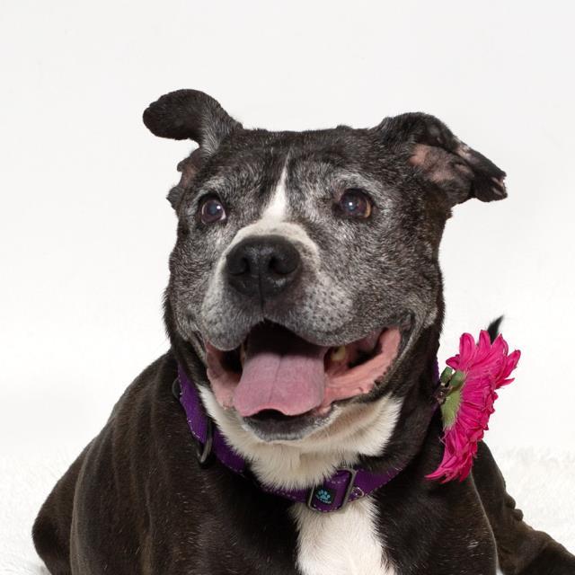 ZOEY, Adoptable, Senior Female Pit Bull Terrier.