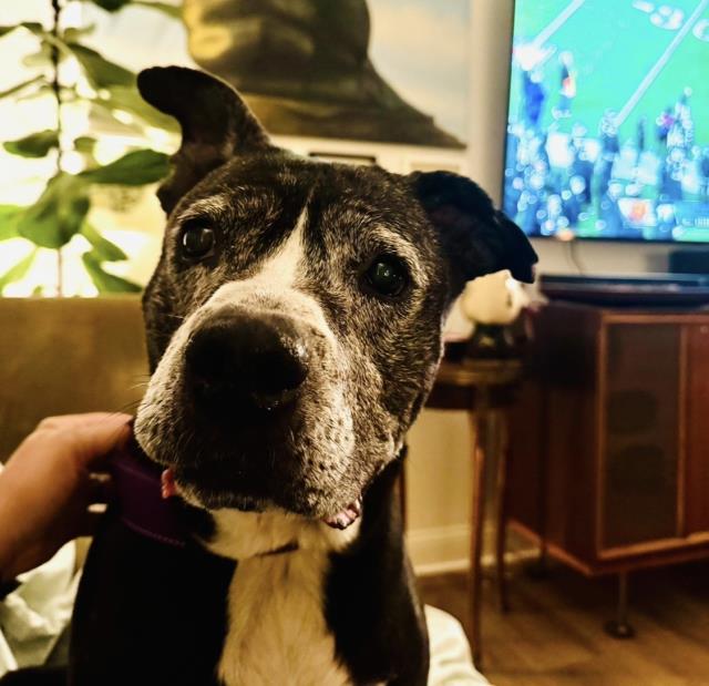 Enlarge ZOEY, a Adoptable Pit Bull Terrier in Santa Maria, CA image 1/1