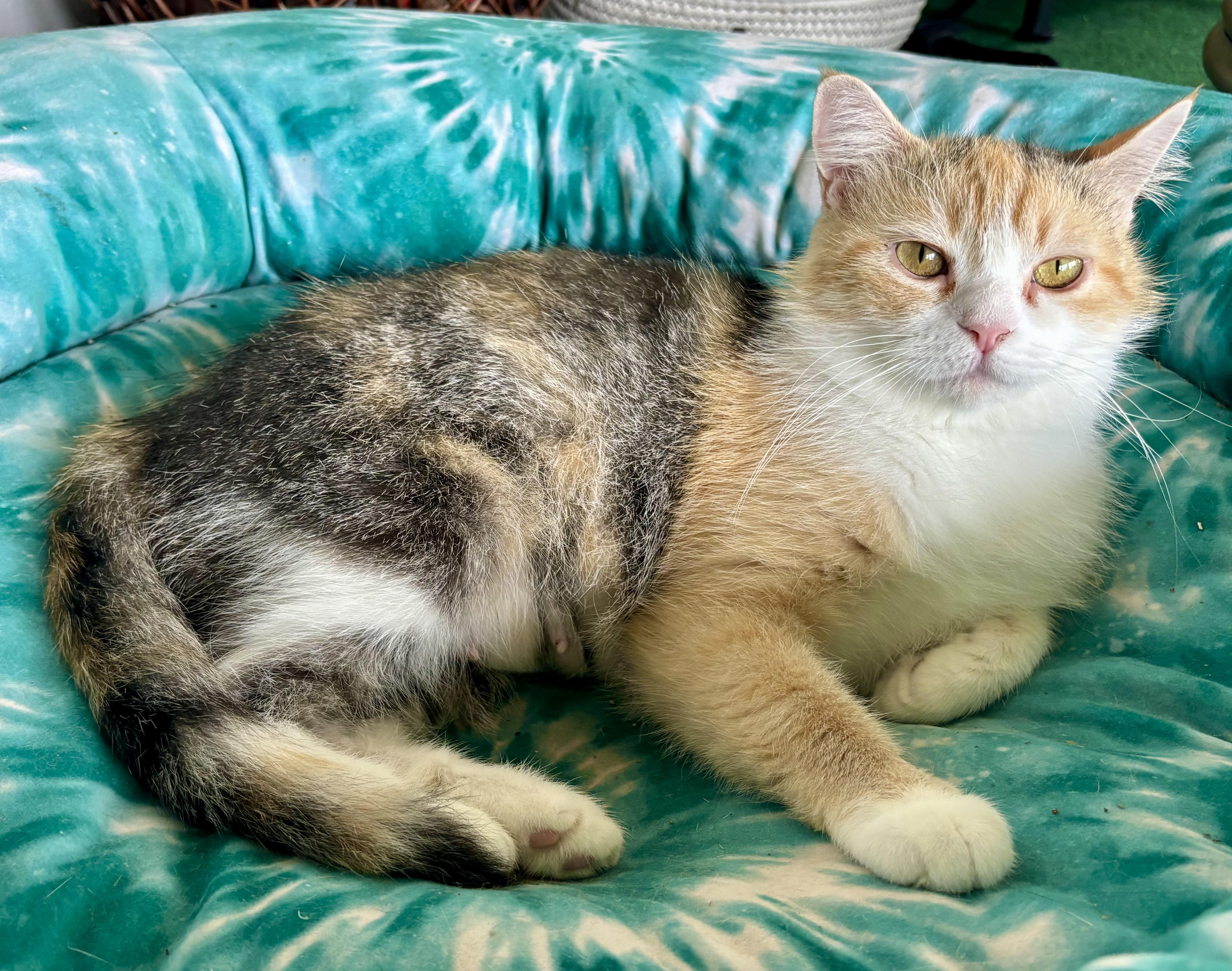 BONNIE, an adopted mixed breed in East Amherst, NY image 2/5