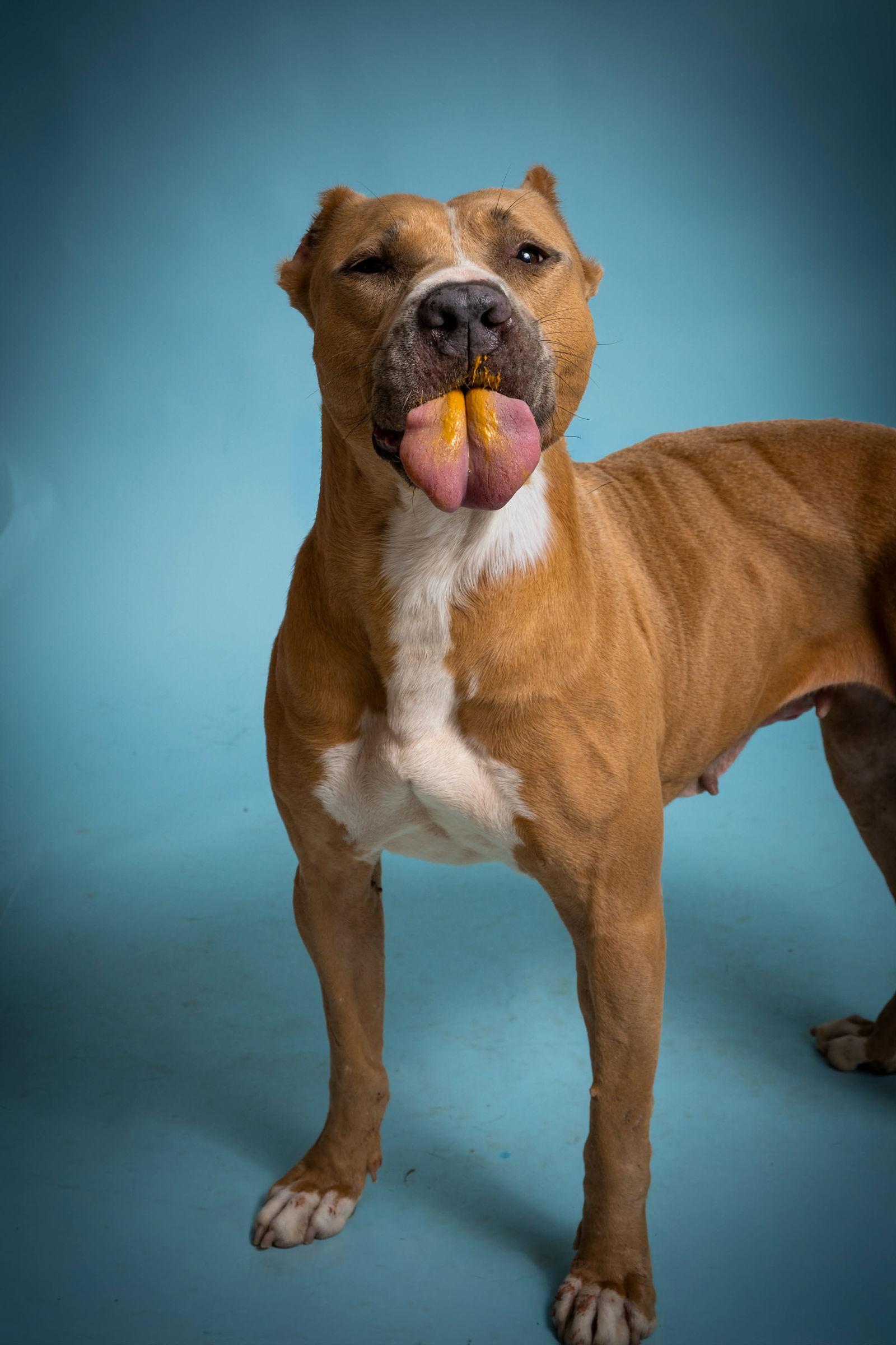 Enlarge Lorelai, a Adopted American Staffordshire Terrier in Richardson, TX image 2/2