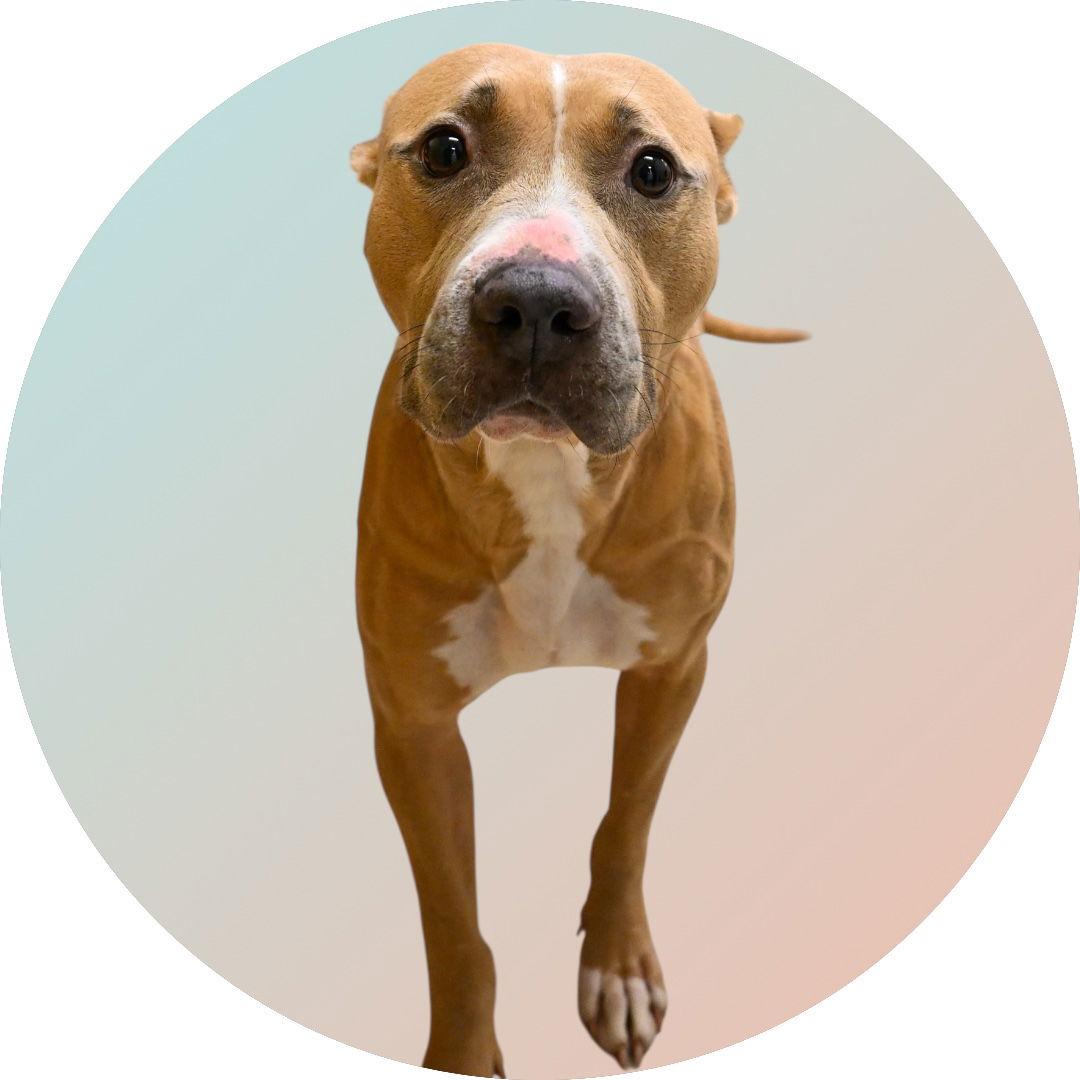 Lorelai, Adoptable, Adult Female American Staffordshire Terrier.