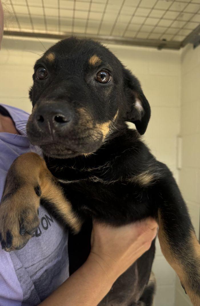 Enlarge Steel, a Adoptable Shepherd in Hilton Head Island, SC image 1/1