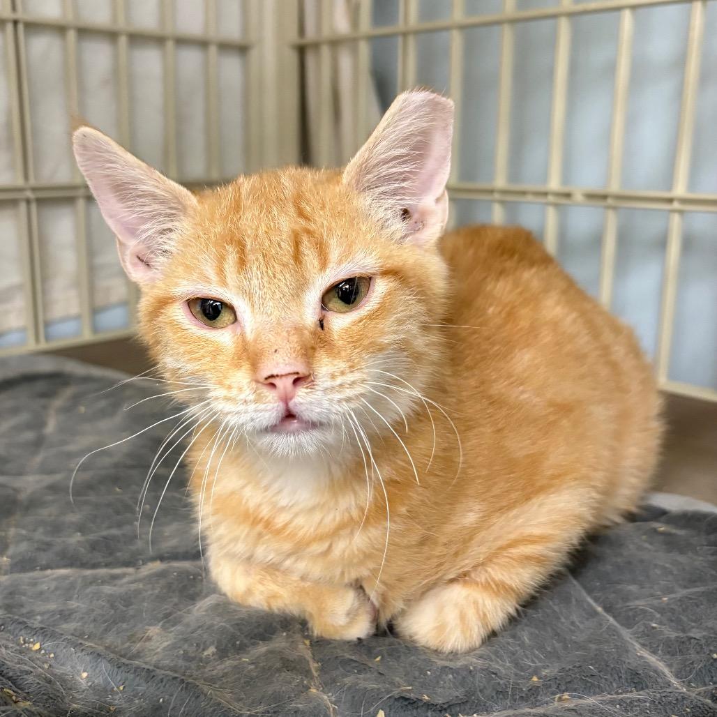 Cordelia Chase, Adoptable, Young Female Domestic Short Hair.