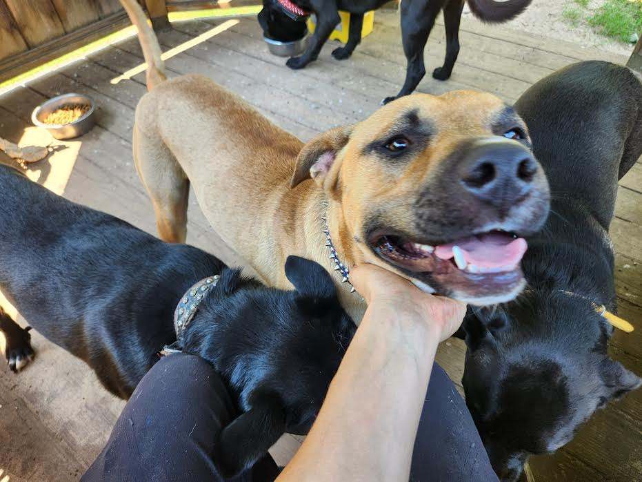 BLUE BOY, a Adoptable Black Mouth Cur in TULSA, OK image 1/6
