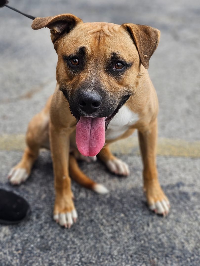 BLUE BOY, Adult Male Black Mouth Cur