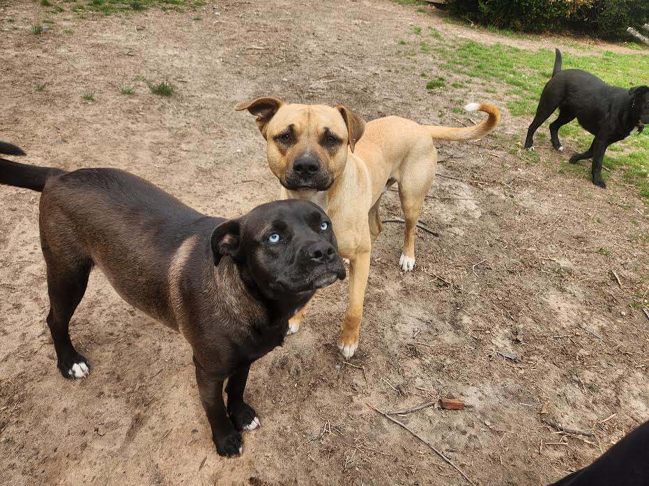 BLUE BOY, a Adoptable Black Mouth Cur in TULSA, OK image 3/6