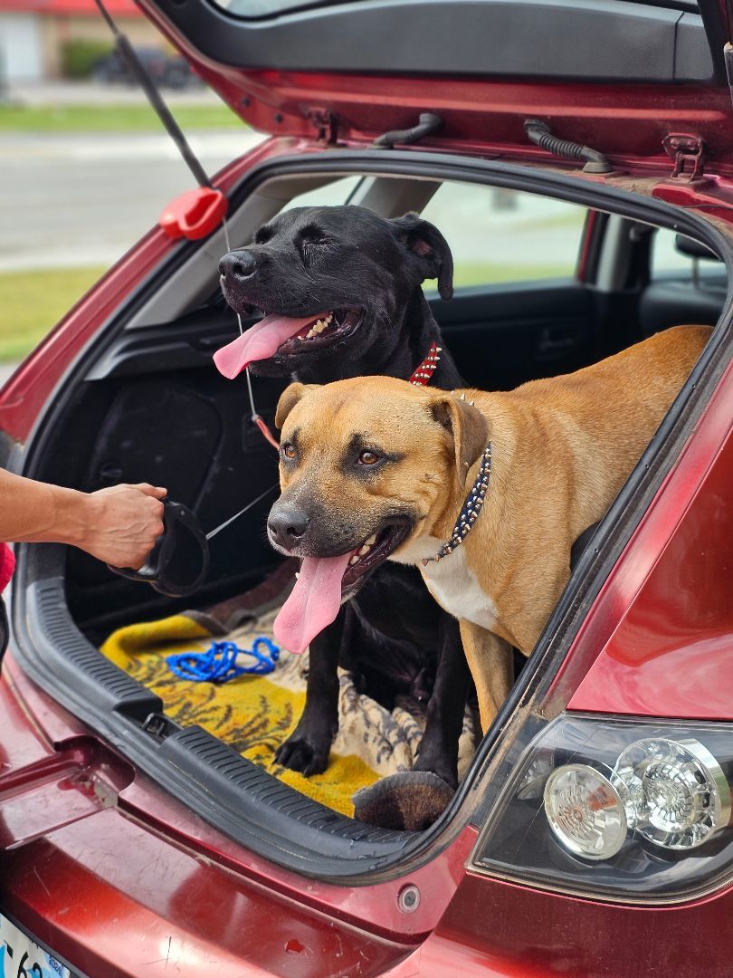 BLUE BOY, a Adoptable Black Mouth Cur in TULSA, OK image 4/6