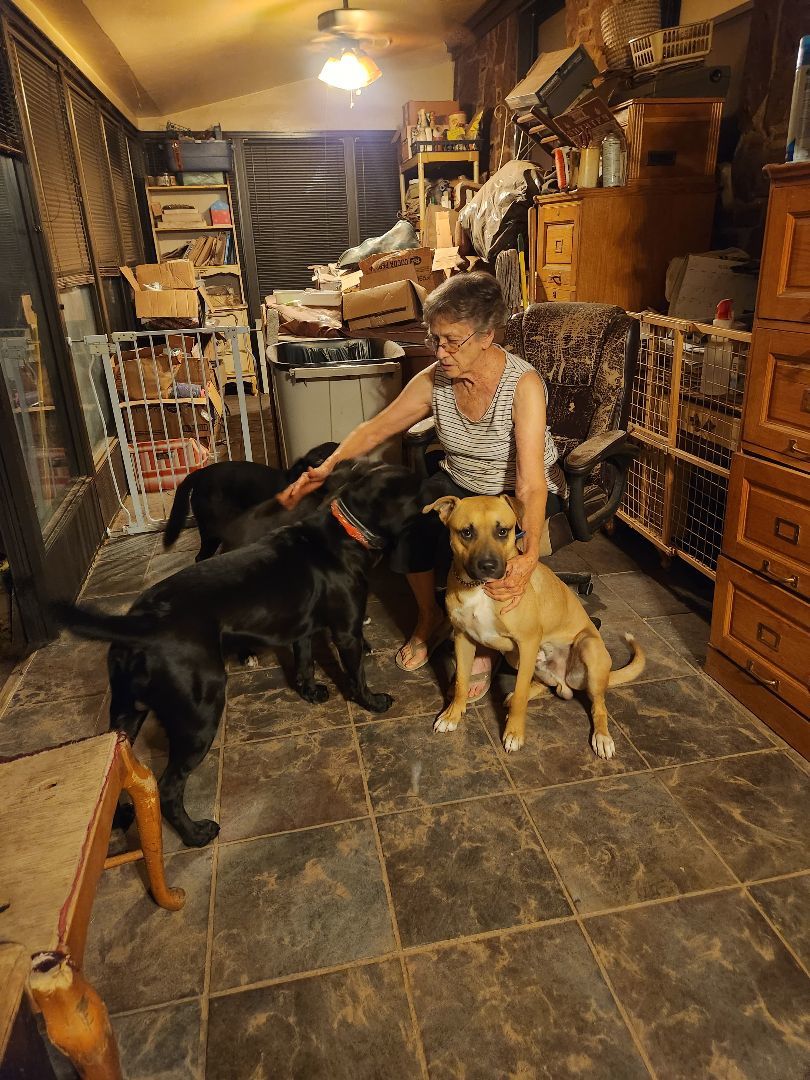 BLUE BOY, a Adoptable Black Mouth Cur in TULSA, OK image 5/6