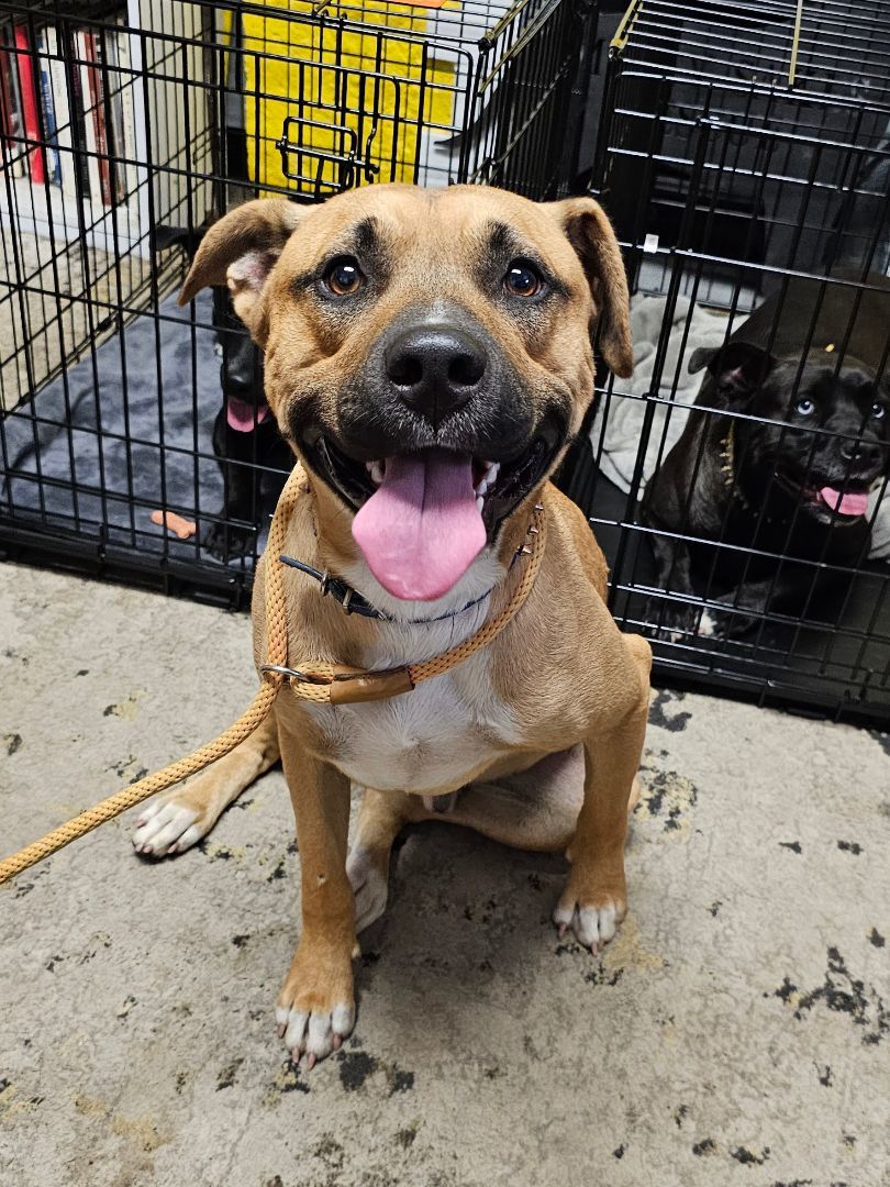 BLUE BOY, a Adoptable Black Mouth Cur in TULSA, OK image 6/6